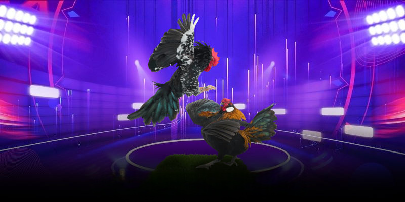 Đá Gà SIC88 – Sân Chơi Cá Cược Đẳng Cấp Và Kịch Tính Mỗi Ngày